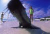 Sea lion on beach, 03/00
